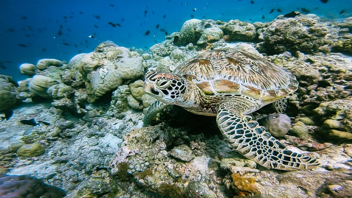 Turtle Sanctuary at Mangrove Island